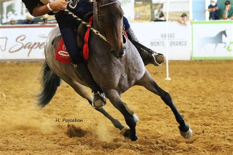 Conheça os cavalos Campeões Brasileiros de Marcha em 2020