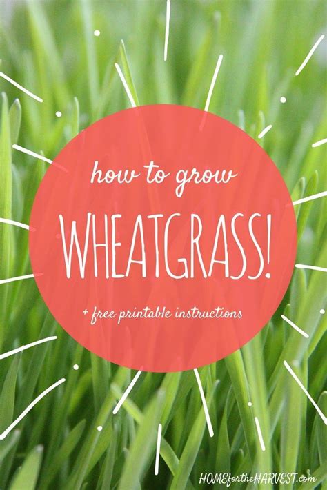 How To Grow Wheatgrass The Ultimate Guide For Beginners Growing Wheat Grass Wheat Grass