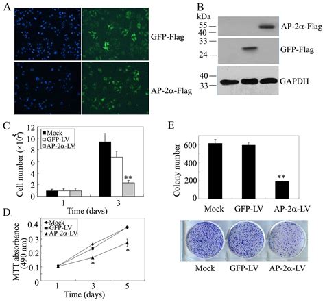 Ap Inhibits Hepatocellular Carcinoma Cell Growth And Migration