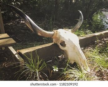 863 Longhorn Skull Stock Photos, Images & Photography | Shutterstock