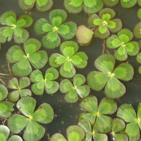 Floating Water Clover Lily Like Pre Order Chalily Ponds Gardens