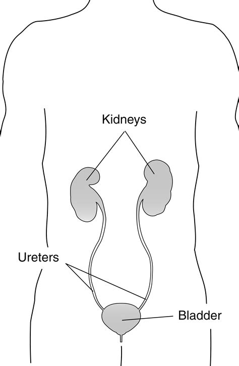 Body Showing The Location Of The Kidneys Ureters And Bladder With