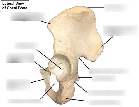 Lateral View Of Coxal Bone Diagram Quizlet