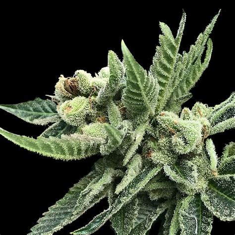 White Widow Strain Breakdown Information Dna Genetics