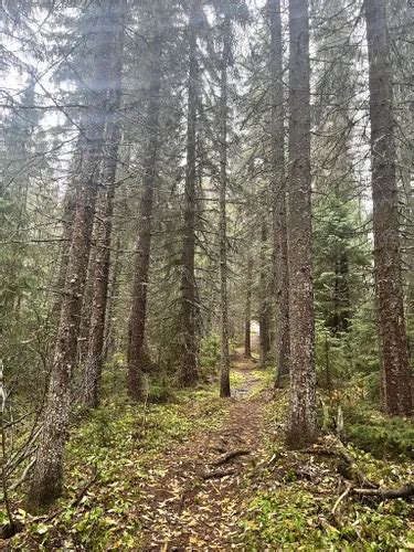 Best Forest Trails in Smithers Community Forest Trails Recreation Site ...