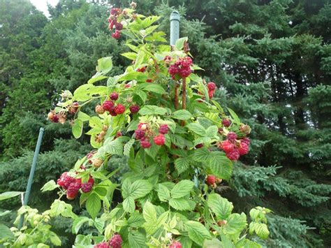 Raspberry Bushes in Full Bloom