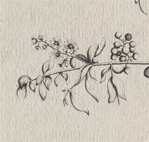 Neutral Branch Sketch Vintage Botanical Print Horizontal Etsy