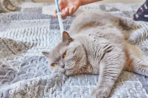 Worms in Cats: Common Types and How to Identify Them