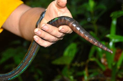 Género Martiodrilus NaturaLista Mexico