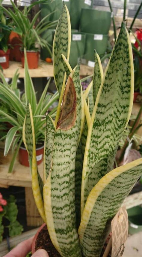 How To Save A Snake Plant With Yellow Leaves Gardener Report