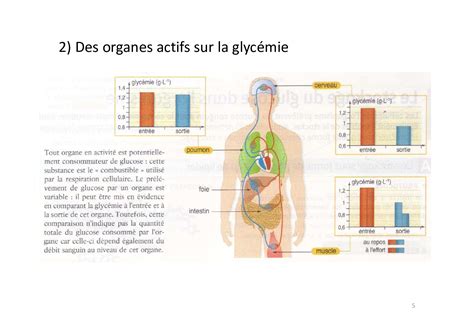 La régulation de la glycémie Cours 2 AlloSchool