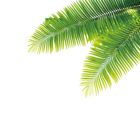 Tarih palm png fotoğrafları PNG All