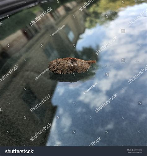 Puss Caterpillar Megalopyge Opercularis Fell Tree Stock Photo 647250076