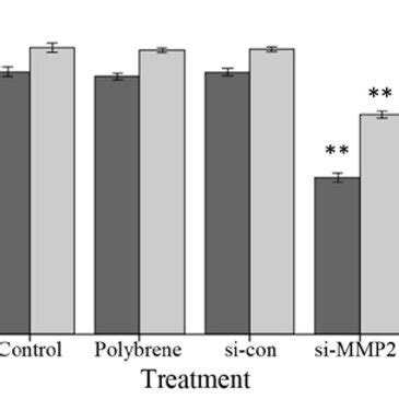 Effects Of Mmp Knockdown On Cell Proliferation Of Hepg At H After