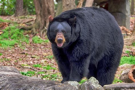 Black Bear Classification Behavior Habitat And More