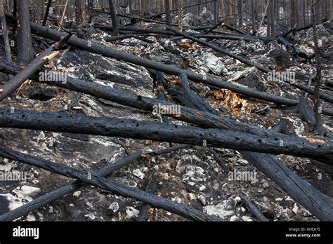 Charred Tree Trunks And Scorched Earth Burned By Forest Fire Jasper