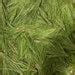 Eastern White Pine Needles Pinus Strobus Bulk Organic 1 Oz - Etsy