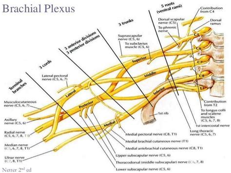 Roots Of Brachial Plexus