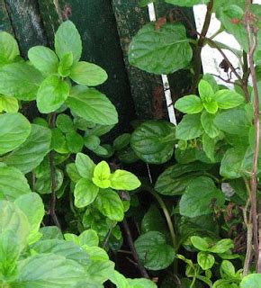 Joi's Healthy Blog - Philippine Herbal Medicine, Medicinal Plants, and ...