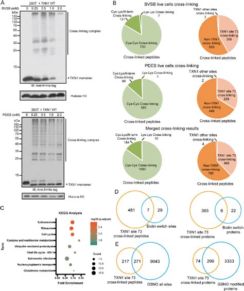 Identify The Sno Substrates Of Txn1 In Live Hek293t Cells A Western