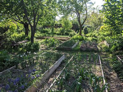 Garlic Dill And Carrot Polyculture Three Edible Layers In The Forest