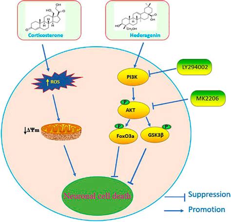 Frontiers Hederagenin Protects Pc Cells Against Corticosterone