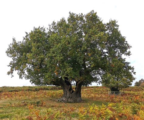 Oak Tree Oak Tree Struck By Lightning Lewis Clark Flickr