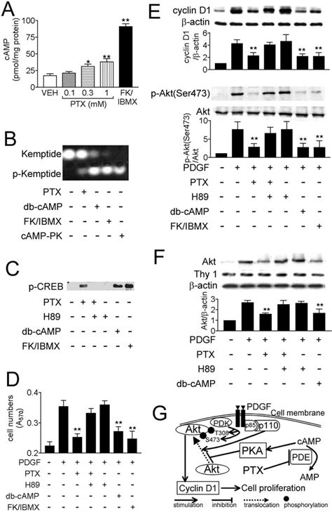 Ptx Inhibits Mesangial Cell Proliferation Cyclin D Expression And Akt