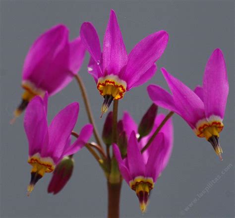 Dodecatheon Hendersonii Broad Leafed Shooting Star