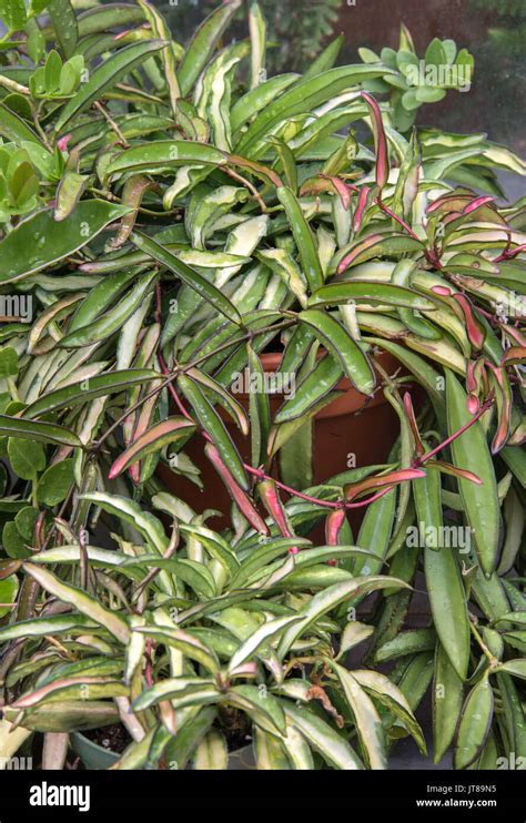 Hoya Variegata Fotograf As E Im Genes De Alta Resoluci N Alamy