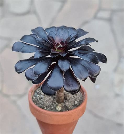 Aeonium Arboreum Atropurpureum