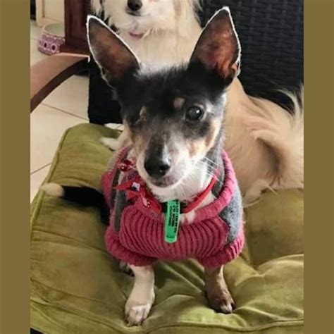 Cindy Small Female Chihuahua Mix Dog In Qld Petrescue