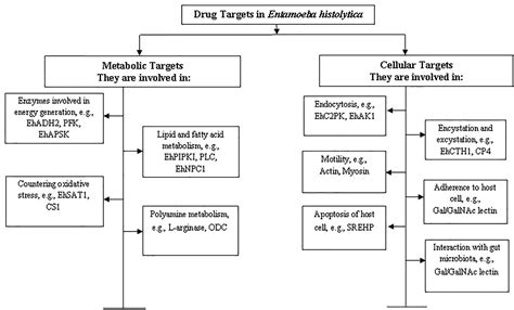 Pathophysiology Of Amoebiasis