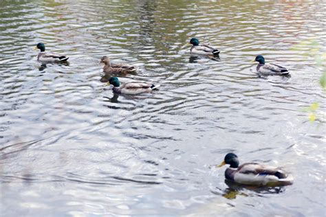 A Grey Duck Swimming in a Pond Stock Image - Image of reservoir, pond ...