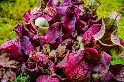 Premium Photo | Tropical forest with carnivorous plants