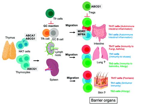 Abc Transporters Regulate The Function Of Different T Cell Populations