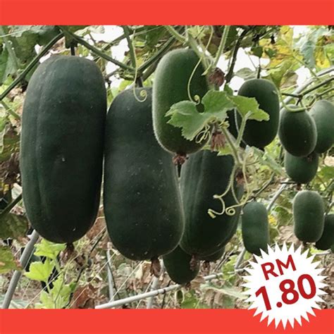 M Biji Benih Kundur Kulit Hitam Ps Black Skin Winter Melon