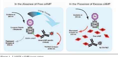 Figure 1 From A Comparison Of Perkinelmer S Lance Camp Assay