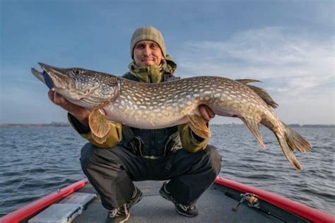 Top 5+ Differences - Muskie Vs Pike - What's the Difference ...