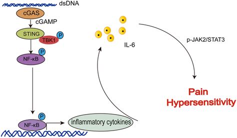 Schematic Diagram Of Microglial Sting Nf κb Il 6 Regulated Sni Induced