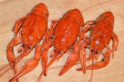 200 Free Crayfish And Crayfish Images Pixabay