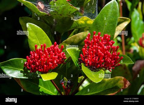 Sydney Australia Buds Of A Of A Ixora Chinensis Prince Of Orange In