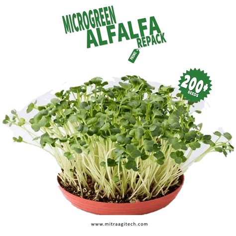 Jual BENIH BIBIT MICROGREENS ALFALFA ISI 200 BIJI AN KEMASAN REPACK