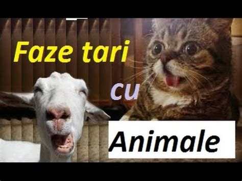 faze tari cu animale - YouTube