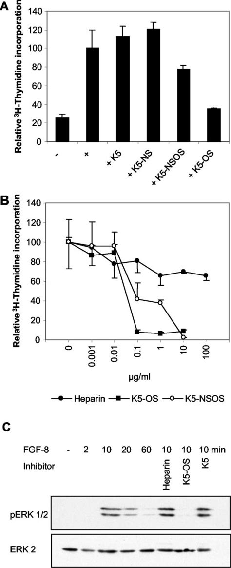 Effect Of K Ps On Fgf B Induced Dna Synthesis And Erk Phosphorylation