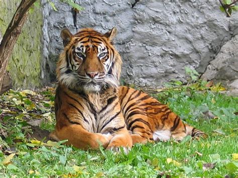 Nome Cientifico Do Tigre - Ficha Técnica do Tigre e Nome Científico | Mundo Ecologia