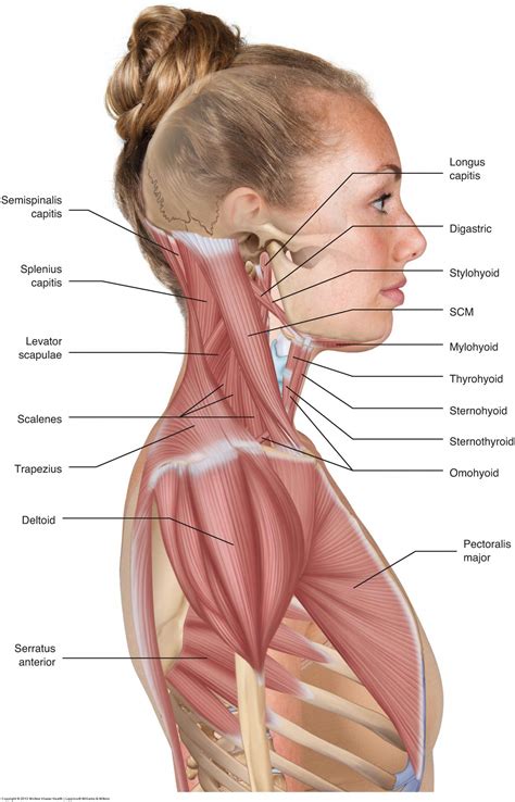 Muscles Of The Neck Musculature Of The Cervical Spine