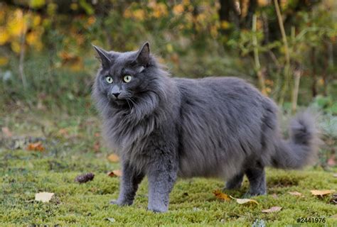 Blue Norwegian Forest Cat Female Standing Outdoors Stock Photo