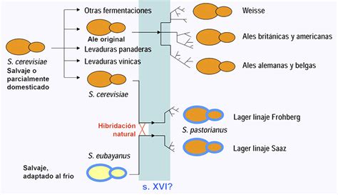 Evolución de Saccharomyces cerevisiae el mejor amigo del hombre