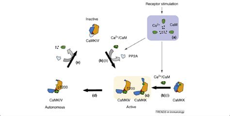 Schematic Representation Of The CaMKKCaMKIV Cascade Receptor